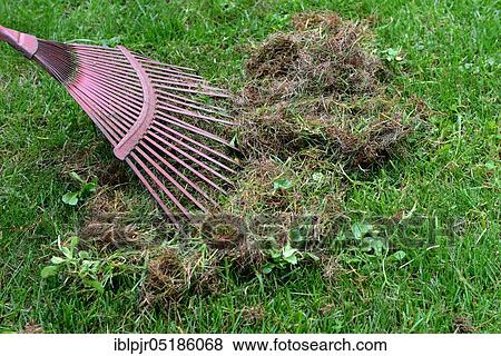Stock Photo - Remove dead moss and grass from lawn. Fotosearch