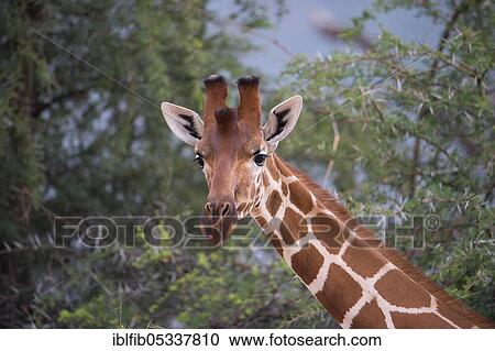 Reticulated giraffe (Giraffa camelopardalis), Samburu, Kenya, Africa View Large Photo Image Stock Image - Reticulated giraffe (Giraffa camelopardalis), Samburu, Kenya, Africa. Fotosearch