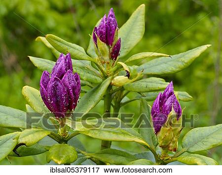Rhododendron buds (spec), Germany, Europe View Large Photo Image Stock Photo - Rhododendron buds (spec), Germany, Europe. Fotosearch