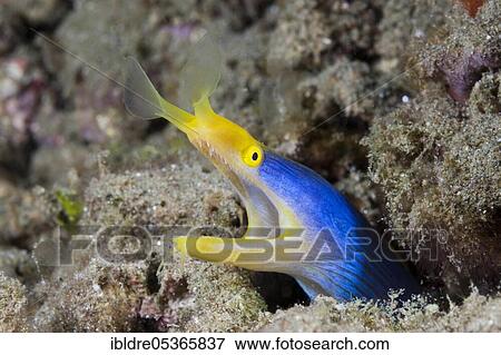 Stock Photo - Ribbon eel (Rhinomuraena quaesita), Ambon, Moluccas, Indonesia, Asia. Fotosearch