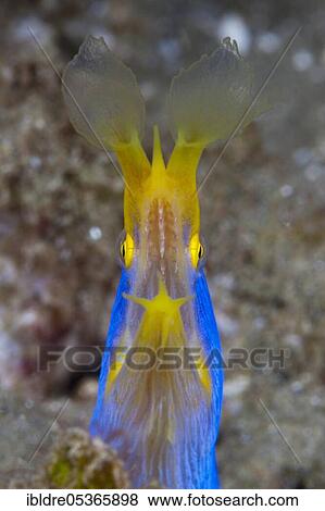 Ribbon eel (Rhinomuraena quaesita), Ambon, Moluccas, Indonesia, Asia View Large Photo Image Stock Photo - Ribbon eel (Rhinomuraena quaesita), Ambon, Moluccas, Indonesia, Asia. Fotosearch