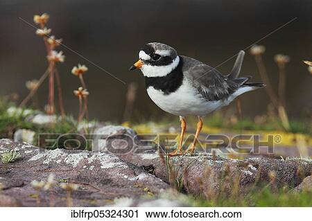 Stock Image - Ringed plover ( Charadrius hiaticula) Scotland. Fotosearch