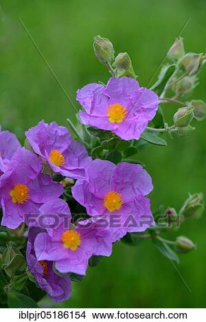 Rock rose (Cistus albidus) View Large Photo Image Picture - Rock rose (Cistus albidus). Fotosearch