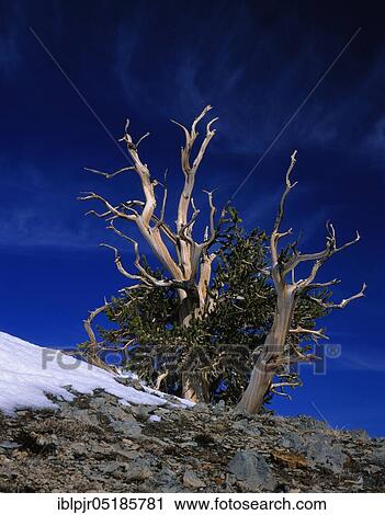 Stock Image - Rocky Mountain bristlecone pine ( Pinus aristata) White Mountains, California, USA, North America. Fotosearch