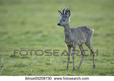 Roe Deer (Capreolus capreolus), buck, Lower Saxony, Germany, Europe View Large Photo Image Stock Image - Roe Deer (Capreolus capreolus), buck, Lower Saxony, Germany, Europe. Fotosearch