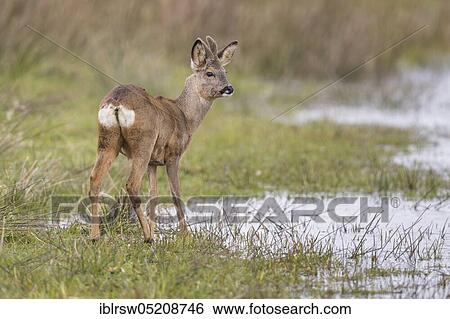 Roe Deer (Capreolus capreolus), buck, Lower Saxony, Germany, Europe View Large Photo Image Stock Photograph - Roe Deer (Capreolus capreolus), buck, Lower Saxony, Germany, Europe. Fotosearch