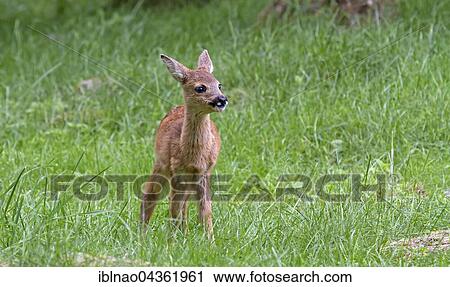 Roe deer fawn (Capreolus capreolus) standing in meadow, Sweden, Europe View Large Photo Image Stock Image - Roe deer fawn (Capreolus capreolus) standing in meadow, Sweden, Europe. Fotosearch