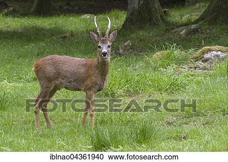 Roebuck (Capreolus capreolus), vigilant, Sweden, Europe View Large Photo Image Stock Image - Roebuck (Capreolus capreolus), vigilant, Sweden, Europe. Fotosearch