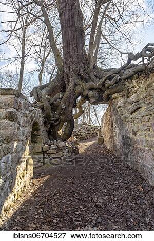 Root network of a winter lime (Tilia cordata), standing on the Lauenburg in the Harz, was uncovered during excavations in 1903, Stecklenberg, Saxony-Anhalt, Germany, Europe View Large Photo Image Stock Photo - Root network of a winter lime (Tilia cordata), standing on the Lauenburg in the Harz, was uncovered during excavations in 1903, Stecklenberg, Saxony-Anhalt, Germany, Europe. Fotosearch