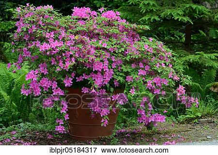 (Rosa) (Rhododendron) Azalea in flowerpot View Large Photo Image Stock Photo - (Rosa) (Rhododendron) Azalea in flowerpot. Fotosearch