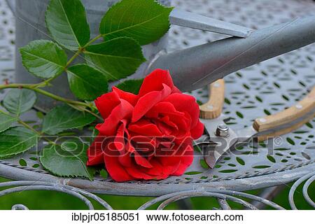 Stock Image - Rose blossom with watering can and garden shears, variety Sympathie. Fotosearch