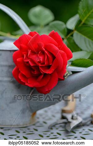 Rose blossom with watering can and garden shears, variety Sympathie View Large Photo Image Stock Image - Rose blossom with watering can and garden shears, variety Sympathie. Fotosearch
