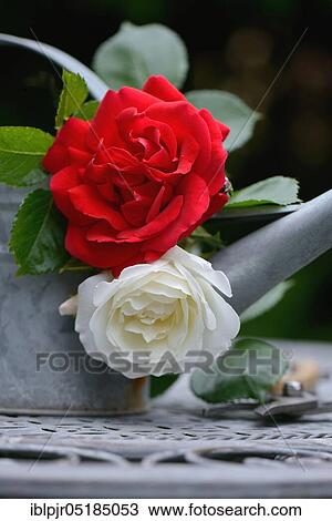 Rose blossom with watering can and garden shears View Large Photo Image Stock Image - Rose blossom with watering can and garden shears. Fotosearch