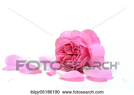Rose flower and petals, variety Leonardo da Vinci View Large Photo Image Stock Image - Rose flower and petals, variety Leonardo da Vinci. Fotosearch