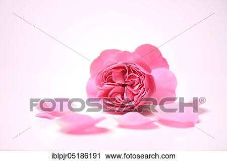 Rose flower and petals, variety Leonardo da Vinci View Large Photo Image Stock Image - Rose flower and petals, variety Leonardo da Vinci. Fotosearch