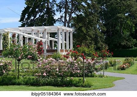 Picture - Rose Garden, Parc de la Grange, Geneva, Canton of Geneva, Switzerland, Europe. Fotosearch