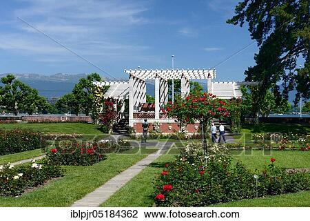 Rose Garden, Parc de la Grange, Geneva, Canton of Geneva, Switzerland, Europe View Large Photo Image Stock Image - Rose Garden, Parc de la Grange, Geneva, Canton of Geneva, Switzerland, Europe. Fotosearch