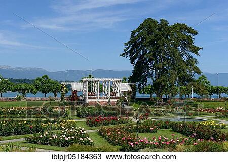 Rose Garden, Parc de la Grange, Geneva, Canton of Geneva, Switzerland, Europe View Large Photo Image Stock Image - Rose Garden, Parc de la Grange, Geneva, Canton of Geneva, Switzerland, Europe. Fotosearch