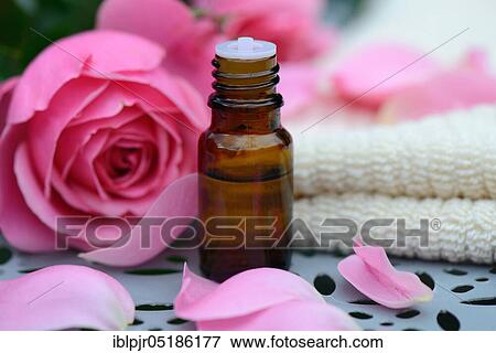 Stock Photo - Rose oil, bottle and rose petals, rose oil. Fotosearch