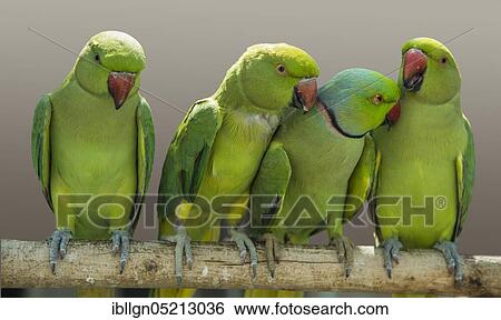Stock Photograph - Rose-ringed parakeets (Psittacula krameri), Qatar, Asia. Fotosearch