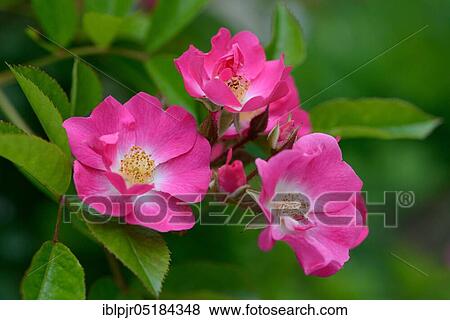 Stock Photo - Rose (Rosa multiflora var. Adenochaeta). Fotosearch
