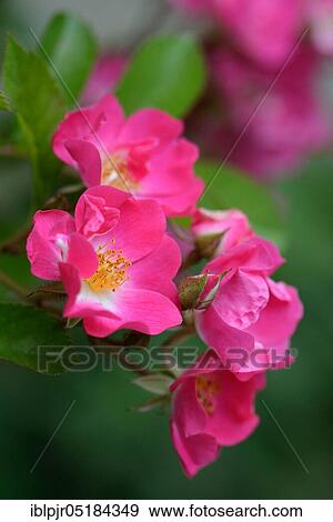 Rose (Rosa multiflora var. Adenochaeta) View Large Photo Image Stock Photo - Rose (Rosa multiflora var. Adenochaeta). Fotosearch