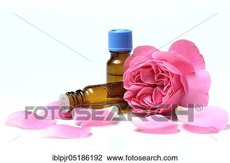 Rose, rose blossom and pharmacy bottle, fragrance oil, rose oil View Large Photo Image Stock Image - Rose, rose blossom and pharmacy bottle, fragrance oil, rose oil. Fotosearch