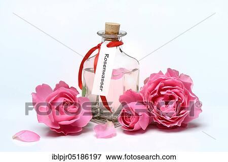 Rose water in bottle and rose petals View Large Photo Image Stock Photo - Rose water in bottle and rose petals. Fotosearch