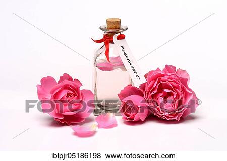 Rose water in bottle and rose petals View Large Photo Image Stock Photo - Rose water in bottle and rose petals. Fotosearch