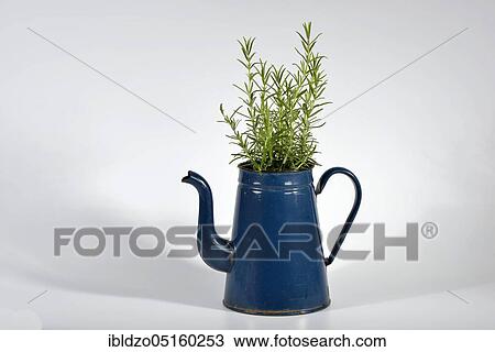 Rosemary (Rosmarinus officinalis), old coffee pot View Large Photo Image Stock Image - Rosemary (Rosmarinus officinalis), old coffee pot. Fotosearch