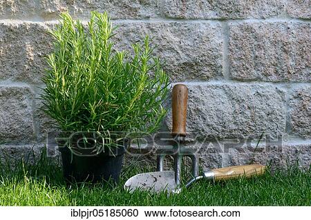 Stock Image - Rosemary ( Rosmarinus officinalis) plant. Fotosearch