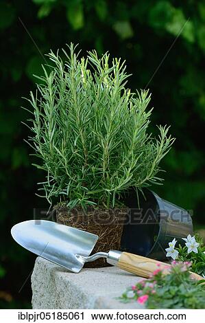 Rosemary ( Rosmarinus officinalis) plant View Large Photo Image Stock Image - Rosemary ( Rosmarinus officinalis) plant. Fotosearch