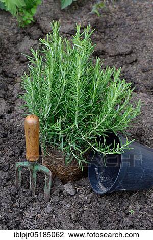 Rosemary ( Rosmarinus officinalis) plant View Large Photo Image Stock Image - Rosemary ( Rosmarinus officinalis) plant. Fotosearch