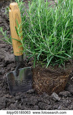 Rosemary ( Rosmarinus officinalis) plant View Large Photo Image Stock Image - Rosemary ( Rosmarinus officinalis) plant. Fotosearch