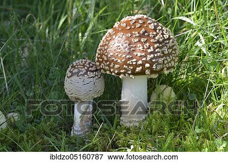 Royal fly agaric (Amanita regalis) View Large Photo Image Stock Photo - Royal fly agaric (Amanita regalis). Fotosearch