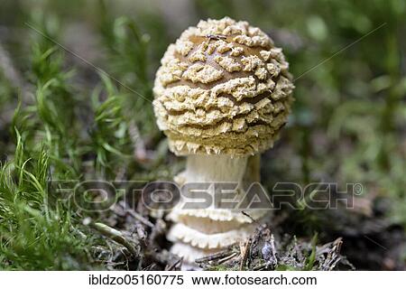 Royal fly agaric (Amanita regalis) View Large Photo Image Stock Photography - Royal fly agaric (Amanita regalis). Fotosearch