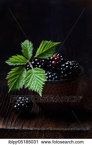 Rubus fruticosus ( Rubus fruticosus) View Large Photo Image Stock Image - Rubus fruticosus ( Rubus fruticosus). Fotosearch