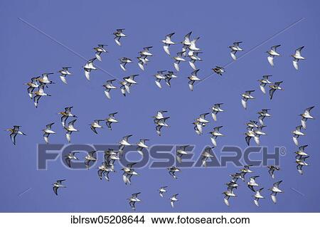 Picture - Ruff (Philomachus pugnax) Lower Saxony, Germany, Europe. Fotosearch