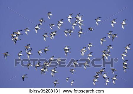 Stock Image - Ruff (Philomachus pugnax) Lower Saxony, Germany, Europe. Fotosearch