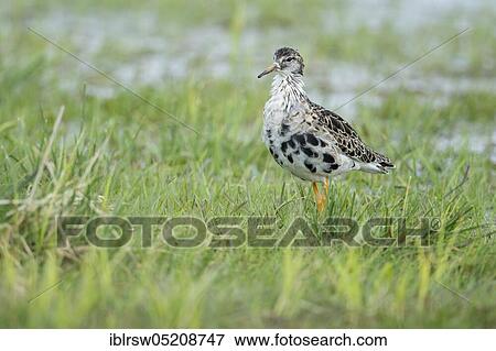 Stock Photo - Ruff (Philomachus pugnax) Lower Saxony, Germany, Europe. Fotosearch