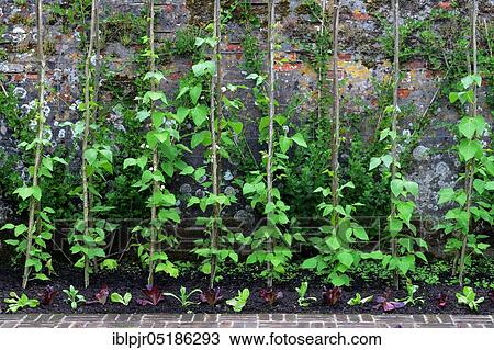 Runner beans in front of wall, England, Great Britain View Large Photo Image Stock Image - Runner beans in front of wall, England, Great Britain. Fotosearch