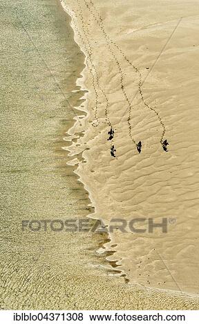 Rusheen Bay, horse riders on sandy beach, Galway, County Clare, Ireland, Europe View Large Photo Image Stock Photo - Rusheen Bay, horse riders on sandy beach, Galway, County Clare, Ireland, Europe. Fotosearch