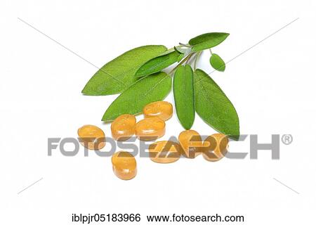 Stock Photograph - Sage candies (Salvia officinalis) and sage leaves, candy, candy, sage candy, herb candy, herb candies. Fotosearch