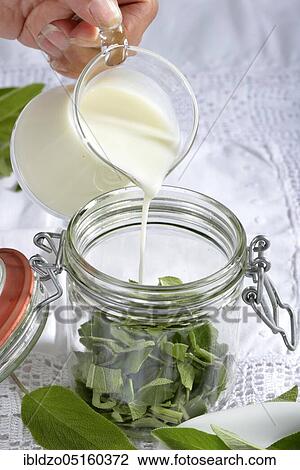 Sage milk, sage (Salvia officinalis), buttermilk View Large Photo Image Stock Image - Sage milk, sage (Salvia officinalis), buttermilk. Fotosearch