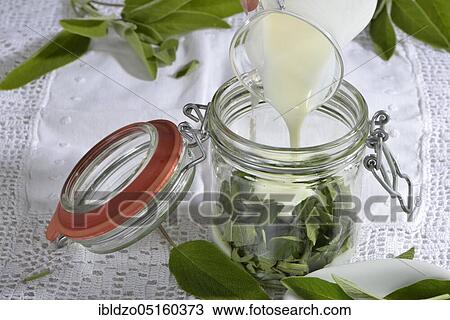 Sage milk, sage (Salvia officinalis), buttermilk View Large Photo Image Stock Image - Sage milk, sage (Salvia officinalis), buttermilk. Fotosearch