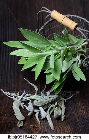 Stock Photo - Sage ( Salvia officinalis), dried and fresh, wire basket. Fotosearch