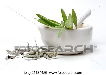 Sage ( Salvia officinalis), dried and fresh, grated peel View Large Photo Image Stock Photograph - Sage ( Salvia officinalis), dried and fresh, grated peel. Fotosearch