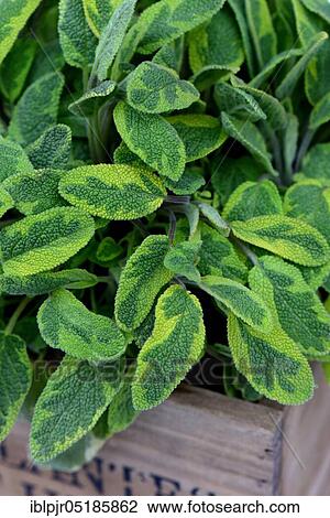 Stock Image - Sage ( Salvia officinalis) Icterina, in yellowish green spicy sage, colourful sage. Fotosearch