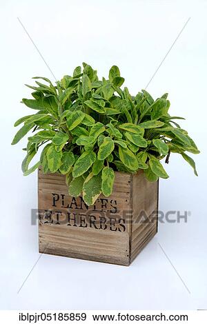 Sage ( Salvia officinalis) Icterina, in yellowish green spicy sage, colourful sage View Large Photo Image Stock Photo - Sage ( Salvia officinalis) Icterina, in yellowish green spicy sage, colourful sage. Fotosearch