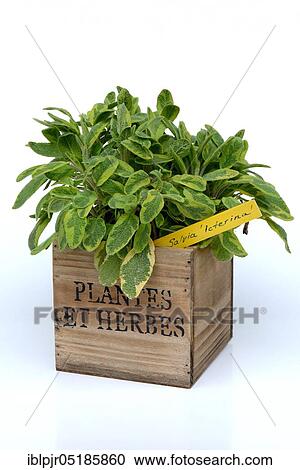 Sage ( Salvia officinalis Icterina), Yellow-coloured spice sage, Colourful leafy sage View Large Photo Image Stock Image - Sage ( Salvia officinalis Icterina), Yellow-coloured spice sage, Colourful leafy sage. Fotosearch